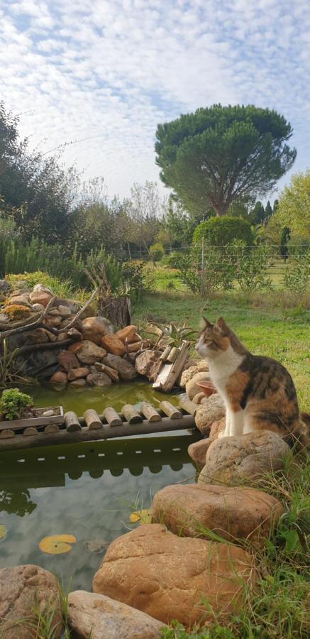 Roulotte En Bois Sud France Guest House Le Soler Luaran gambar