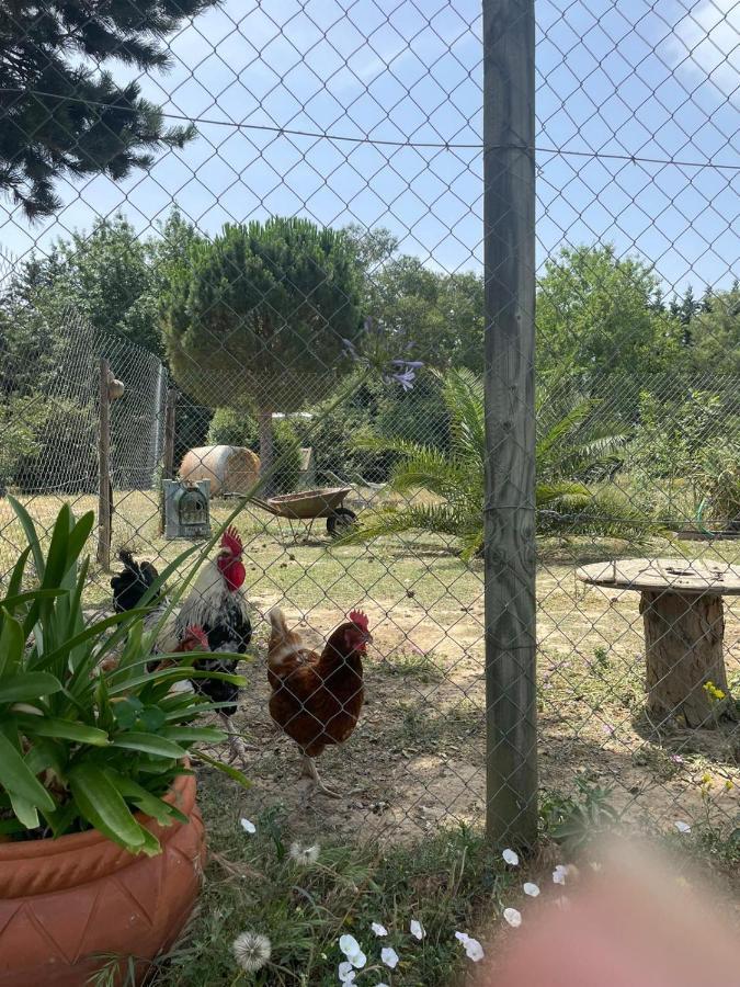 Roulotte En Bois Sud France Guest House Le Soler Luaran gambar